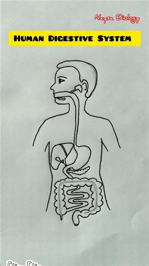 Human Digestive System Diagram | How to draw | #biology #shorts
