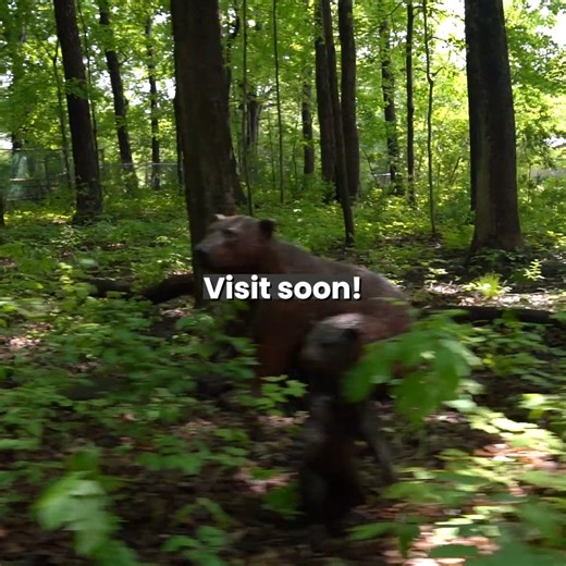 2.1K views · 60 reactions | Have you seen the newest animal statues...