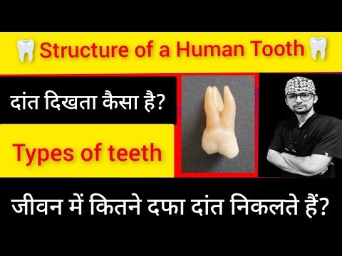 Structure of a Human Tooth!! 🦷Types & functions of each one! @pearlzdentalclinic 