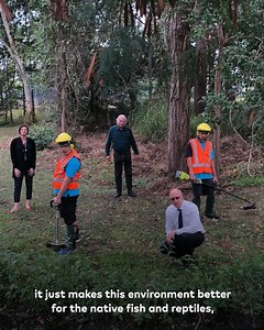 1.3K views · 106 reactions | Aspley Special School recently received funding through the Federal Govt for an Environmental Grant to rejuvenate a currently overgrown weed-ridden bushland area at Cabbage Tree Creek, which runs through the schools grounds. This project will see a variety of noxious weeds removed and replaced with native trees and plants, which will vastly improve the area for our native fish, insects and birds. | Luke Howarth | Facebook