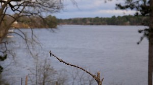 Cardinal, Red Bird, Bird. Free Stock Video