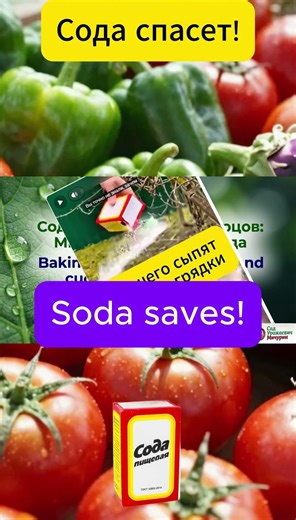 Dew-Free Tomatoes: Baking Soda!Mildew-Free Tomatoes: Baking Soda!