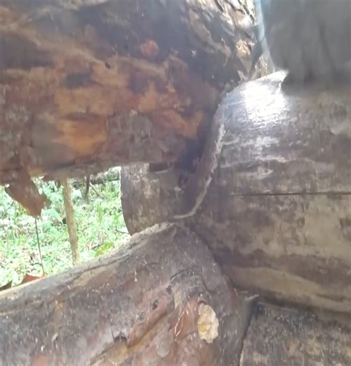 A man built an underground log cabin for cozy survival without talking from start to finish in 2 years. | Thomas Wilderness