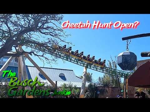 Cheetah Hunt Open?