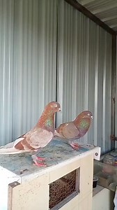 #petslovers | Pets lover