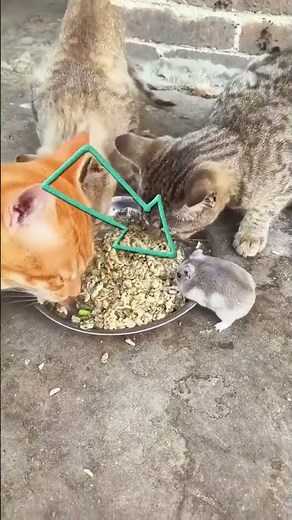 How to Protect Ships from Rats | Rat Guard | #rattrap #ships #rats #sefty