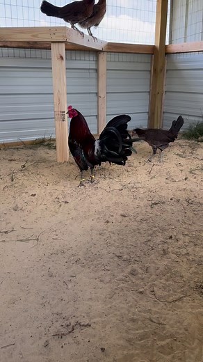 One of this years leiper brood pens | Hardknocks Gamefowl