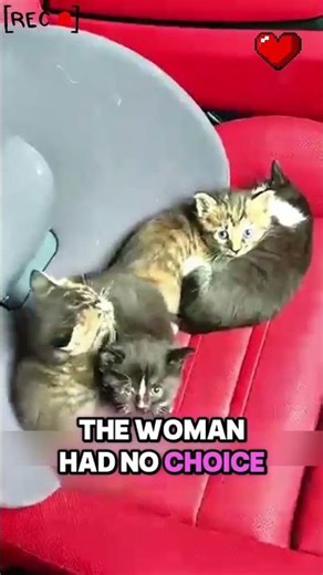 She Left Her Car Window Open… and This Happened