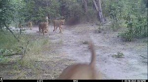 20 reactions | More lions for International Lion Day. Videoed in northern Botswana by a Browning ProXD camera trap that is monitoring an African wild dog scent-marking site for the BioBoundary Project, funded by Saint Louis Zoo Wildcare Institute. | Botswana Predator Conservation | Facebook