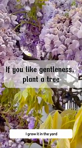 12K views · 339 reactions | Wisteria #srkgarden #tipsforgarden #srksucculents #gardendecor #gardenideas #indoorgarden #backyardgarden #indoorplants #outdoorplants #stephania #decorindoor #houseplants #bonsai | SRK | Facebook