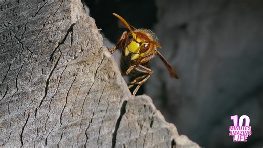 A hornet stared directly into the camera
