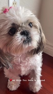 138K views · 22K reactions | Without a word, this girl taught me the meaning of unconditional love and trust  #shihtzupekefamily #loveshihtzupekeandbeyond #cutenessoverload #shihtzu #unconditionallove | Love Shih Tzu Peke & Beyond | Facebook