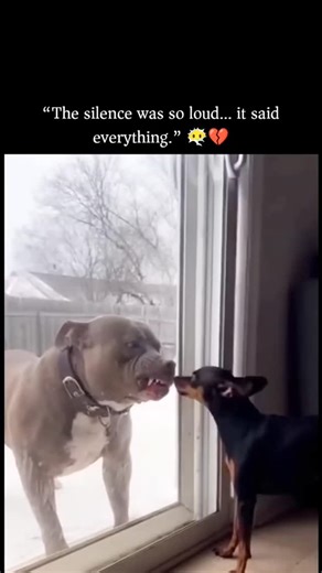 The Explainer on Instagram: "This video captures a fascinating mix of animal behavior, sensory perception, and social bonding in dogs. Even though the two dogs are separated by a glass door, they’re engaging in what looks like a social interaction driven largely by smell, sight, and learned association rather than physical contact. Dogs rely far more on scent than vision, but they can still recognize familiar faces and body language through glass, especially if they’ve interacted before in the s