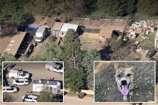 LA officials save hundreds of dogs, cats in one of largest animal rescue operations in US history