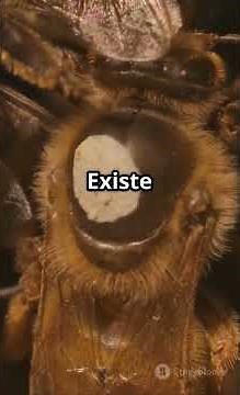 As abelhas fazem isso… e você nem imagina 😳🐝