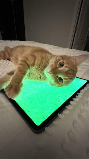 Cat playing iPad games 🤣🐈😻#catlife #catgamer #funnycats