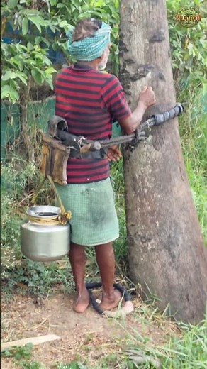 Fresh Natural Toddy: Traditional Palm Tree Climbing & Juice Extraction by Grandpa