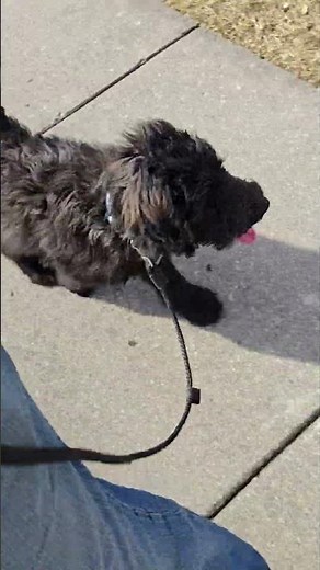 Whoodle Puppy Training | Brighton MI Dog Trainer