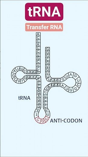 tRNA Transfer RNA #rna #trna #biotechreview #biotechnology #molecularbiology #genetics