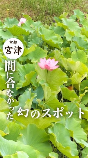ほく⌇京都北部のおでかけ on Instagram: "2000年の眠りから目覚めた生物の奇跡👀 ジモティーがまだ知られざる京都北部を紹介中 → @tango_kyoto 👆ポチッ ✂ーーーーーーーーーーーーーーーーーーーー ・午前中だけ花を咲かせるので朝の7時に ・もう今シーズンは終わり(撮影：2025年8月9日) ・来年行くところ用に投稿しました🤗 ーーーーー詳細情報ーーーーー 【場所】水生動植物公園 花蓮の里 【住所】京都府宮津市日ヶ谷5126 【見頃】例年6月下旬～8月上旬の午前中 【駐車場】あり 【料金】無料 公式アカウント：なし ハッシュタグ：#水生動植物公園 ーーーーーーーーーーーーーー 最後まで見てくれてありがとう！ ✓毎月1.8万人が見る『京都北部の情報』🌊 ✓ グルメ・イベント情報・絶景スポットを紹介 ✓今週末どこ行こ？を解決🙆‍♀️ 🗣️ストーリーでは投稿前の『先行情報』や 🗣️投稿だけでは伝えきれない撮影の『裏側や想い』も公開 他の京都北部のお出かけスポットはここから👀 → @tango_kyoto 👆ポチッ #京都 #京都北部 #海の京都 #