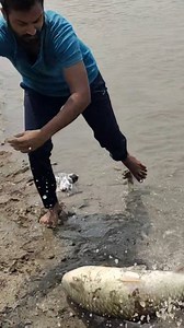 16K views · 7.3K reactions | Grass carp fishing Technique | Azhar Patel | Facebook