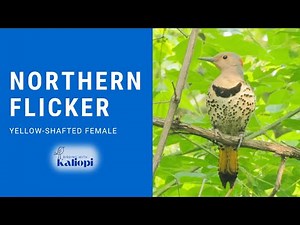 Yellow-shafted Northern Flicker