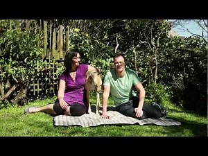 Greyhounds As Pets - Adopting an ex-racing Greyhound