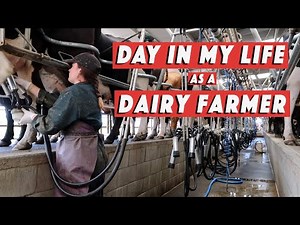 9. Day in my life : dairy farmer (milking 500 cows 2x/day) | WHV New Zealand