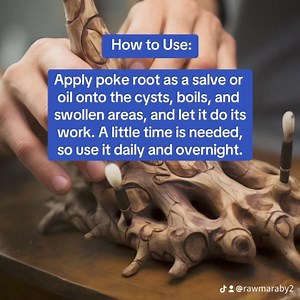 The plant is called poke root, and it's a lymphatic system mover that works fast. Poke root thins out stagnant lymph and gets it moving. Think of a stagnant river and throwing poke in it to dissolve the stagnant lymph. 👉Try it https://miraherbals.info/products/poke-root-and-castor-oil?_pos=3&_psq=poke&_ss=e&_v=1.0 **How to Use:** Apply poke root as a salve or oil onto the cysts, boils, and swollen areas, and let it do its work. A little time is needed, so use it daily and overnight. Eat a high 