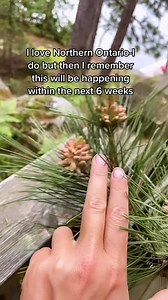 The warm seasons of the north Pollen season Black fly season Mosquito season August #foryoupage #spring #northernontario #pinetree | Dominique Louise