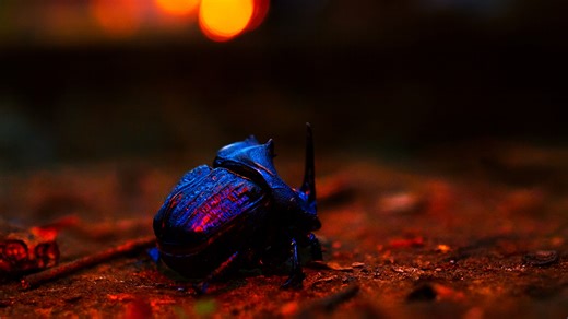 Life in the Wild – Wildlife in Focus Captured in 4K