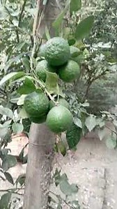 আমার ভাগ্নে যখন পেলেট সাজায়