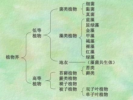 小黑带你认识植物---植物的分类 #植物 #花卉绿植 #植物知识科普一日一植物