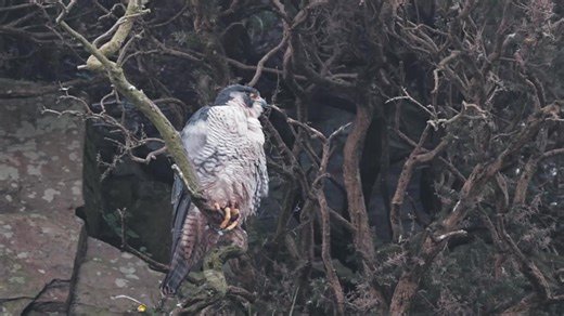 Female peregrine falcon. | Pawel Garczynski