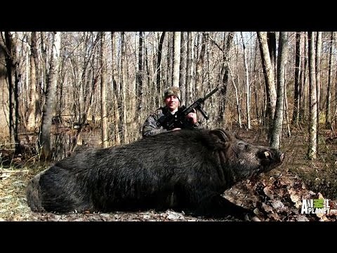 Bringing Down a Giant Boar