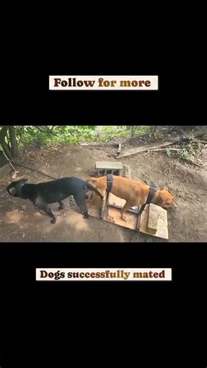 Dog Breeding Secrets | Understanding Dog Mating Behaviour