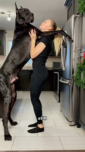 Gentle Great Dane #animals #funny #facts #animalworld #wildlife #wildanimals | Geographical Beauty