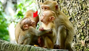 42K views · 2.3K reactions | Very sweet Rainbow lip talking make conversation with lovely sister | Adorable Monkey | Facebook