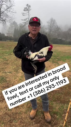 #creatorsearchinsights If you are interested in brood fowl, text or call my only number 1 (386) 293-1193 message me on WhatsApp #gamefowlmexico #gamefarm #fyp #gamefowlbreeders