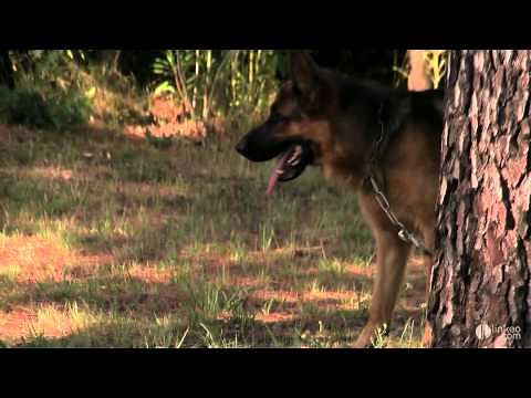 ELEVAGE DE BERGERS ALLEMANDS DE L'OLIVETTE SAINT JULIEN : Elevage Pyrénées Orientales