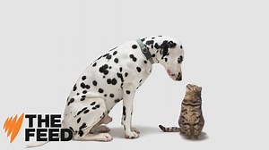 COMMENT: This is how the major parties compare on animal rights