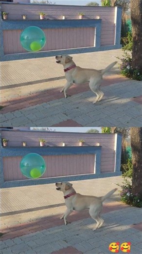 Balloon Ke Saath Cute Dog 🐶🎈❤️ l Bittu l #shorts