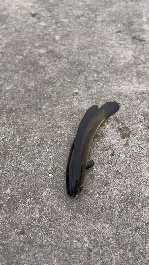 25K views · 473 reactions | Bowfin! #fishing | Everett Mathis Jr. | Facebook