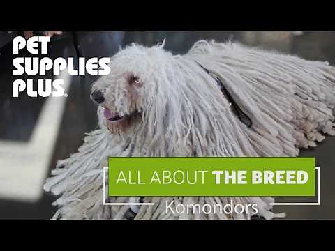 All About The Breed - Komondors