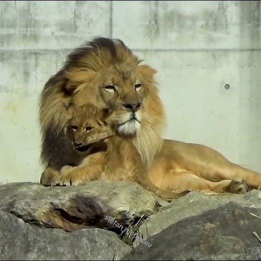 Discover the Charm of Lion Cubs in Their Habitat