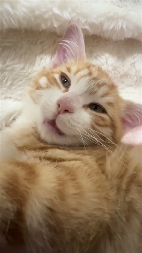 Gentle cat meows only#catmeowsunderwater #kittensounds #cutecat