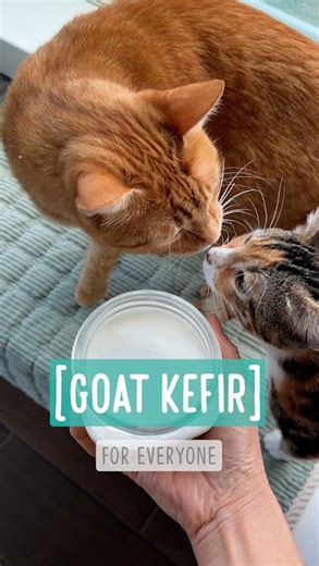 Bordernerd | Goat Kefir for Gut Health I started making my own goat kefir (fermented milk) after failing to find it in local stores. Goat milk has less... | Instagram