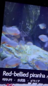 3.1K views · 25 reactions | Red-bellied Piranha and the “Fish” Robot in LOTTE World Aquarium, Seoul, Korea | RAUL LAMBINO | Facebook