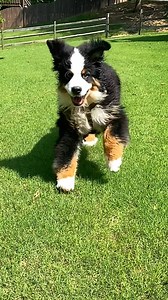 Riggie the Berner - wild, crazy and bulldozing people since 2023. Happy Throwback Thursday, friends! 🖤🤍🤎 #riggietheberner #bernesemountaindog #instaberner #bernesemountaindogsofig #berneselife #berneroftheday #throwbackthursday #tbt | Riggie the Berner