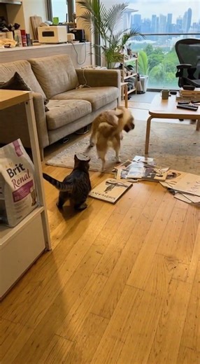 Cat vs Dog Loop Chaos in London Brick Living Room 🐾😤 #PetChaos #CatDog #HomeMess